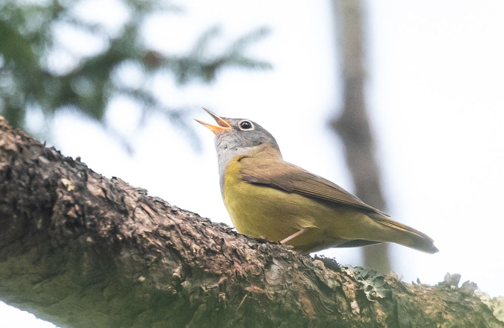 Connecticut Warbler © Erik Bruhnke